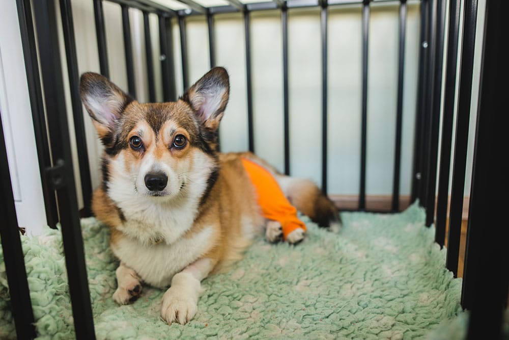 A corgi resting in a crate on a soft blanket, wearing an orange leg wrap and looking calmly at the camera.