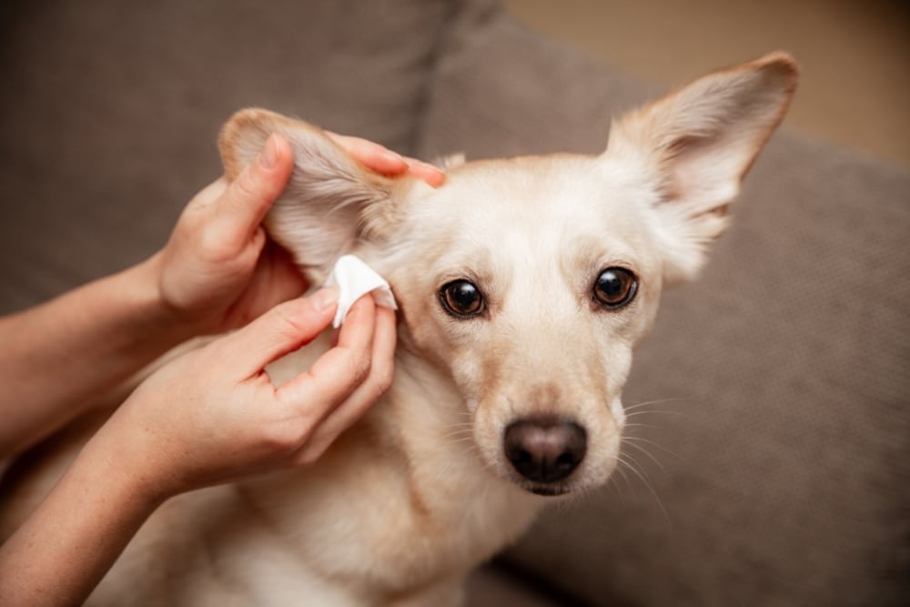 Close-up of hands gently cleaning the inner ear flap of a small light-colored dog with a white wipe.