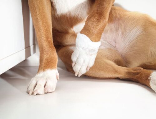 Common Causes of Limping in Pets and How Diagnostics Help